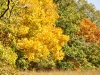 10-8-11-fall-color-17
