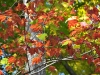 10-8-11-fall-color-18