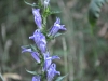 9-5-10-old-homeplace-47lobelia-web